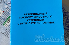 International Veterinary Certificate for an animal in Belarus and Europe