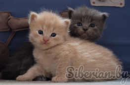 Сибирские гипоаллергенные котята из питомника в Беларуси