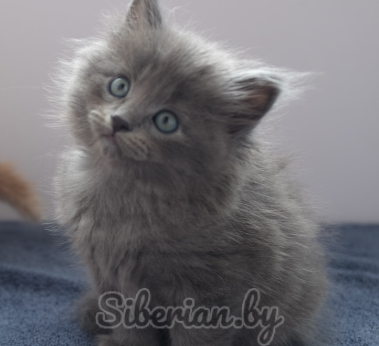 Сибирская порода кошек в минске thumbnail