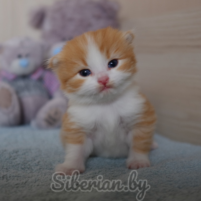 Teddy bear discount kittens for sale