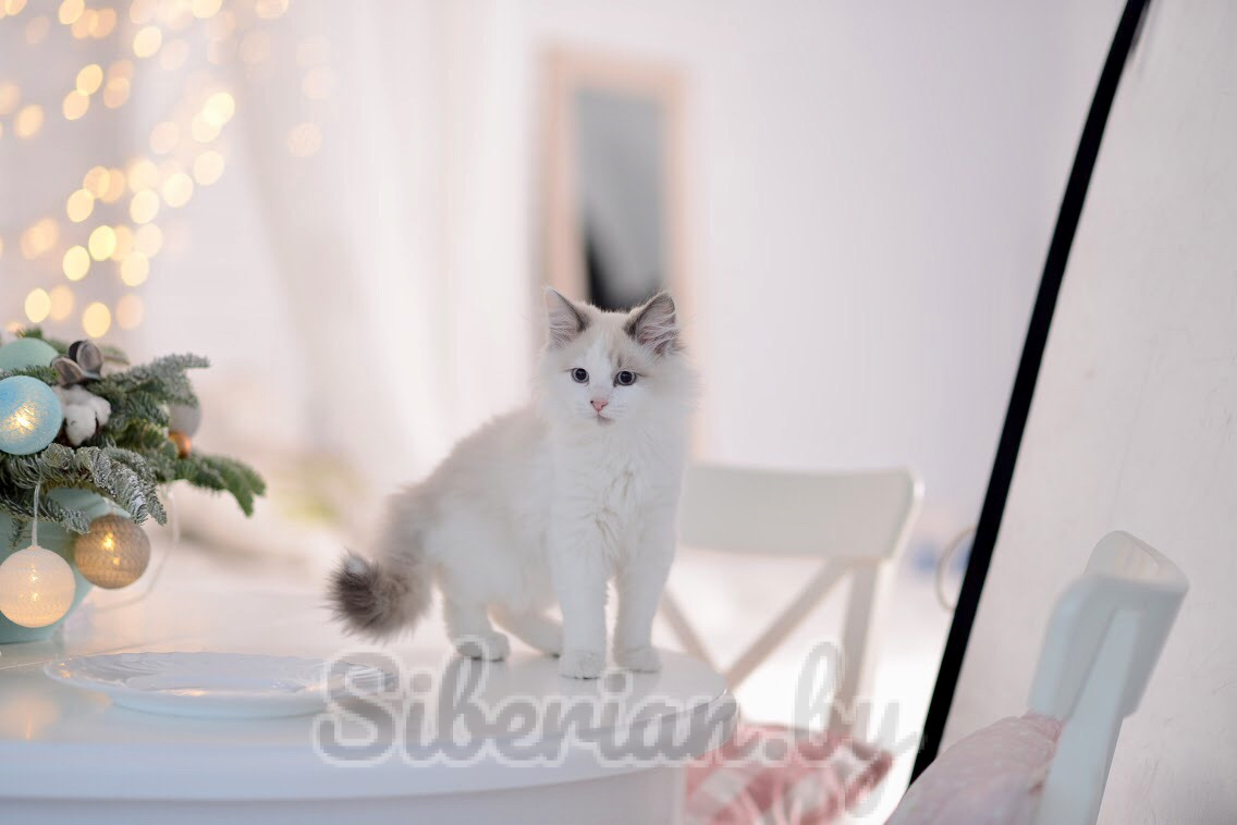 Саншайн логан прогноз